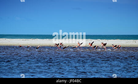 Un branco di fenicotteri maggiore di prendere il volo da una laguna in Africa australe Foto Stock