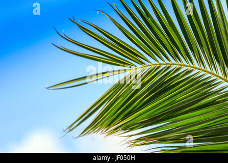 Verde foglia di palma in condizioni di luce solare intensa sul cielo blu Foto Stock