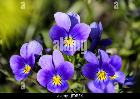 Sfondo floreale con viola selvatica Foto Stock
