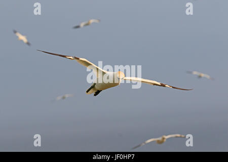 Gannett adulto in volo a Bempton RSPB RISERVA Foto Stock