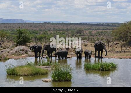 Famiglia di elefanti visita a Watering Hole nel Parco Nazionale del Serengeti. Foto Stock