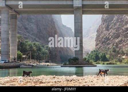 Capre di fronte all'Autostrada 17 a ponte Wadi FUSC Foto Stock