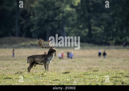 Daini stag soddisfa i camminatori su un prato Foto Stock