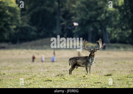 Daini stag soddisfa i camminatori su un prato Foto Stock