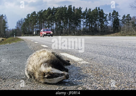 Un badger è una vittima del traffico stradale Foto Stock