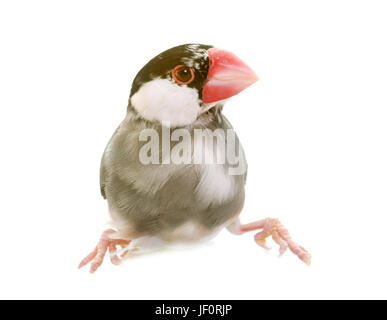 Java sparrow davanti a uno sfondo bianco Foto Stock