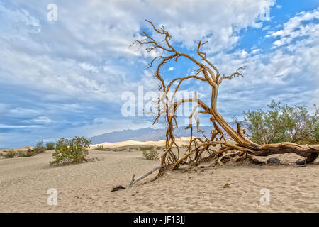 Albero in Mesquite Flat dune di sabbia nella Valle della Morte in California Foto Stock