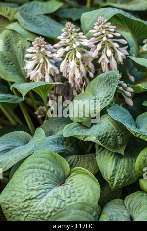 Hosta con grandi foglie e fiori di colore bianco Foto Stock