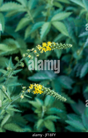 Agrimonia, Agrimonia eupatoria, fiori di colore giallo Foto Stock