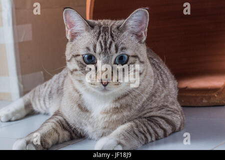 Ritratto di gattino seduto e guardando a terra Foto Stock