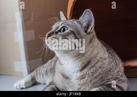 Ritratto di gattino seduto e guardando a terra Foto Stock