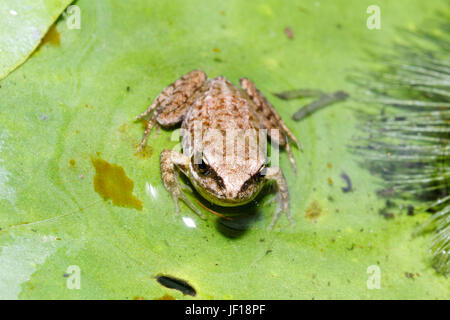 Froglet della rana comune (Rana temporaria) su un giglio pad in un laghetto in giardino, East Sussex, Regno Unito Foto Stock