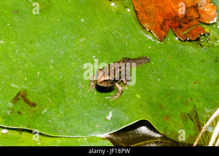 Froglet della rana comune (Rana temporaria) su un giglio pad in un laghetto in giardino, East Sussex, Regno Unito Foto Stock