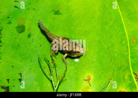 Froglet della rana comune (Rana temporaria) su un giglio pad in un laghetto in giardino, East Sussex, Regno Unito Foto Stock