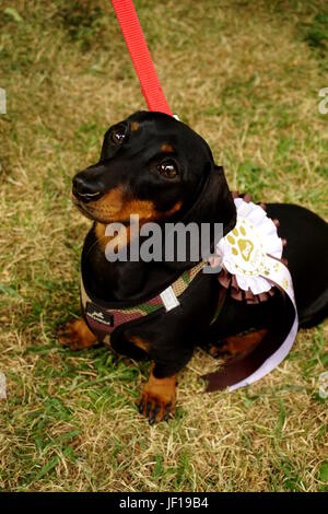 Cucciolo di bassotto Foto Stock