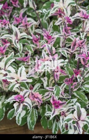 La Salvia officinalis 'tricolore", comune salvia. Foto Stock