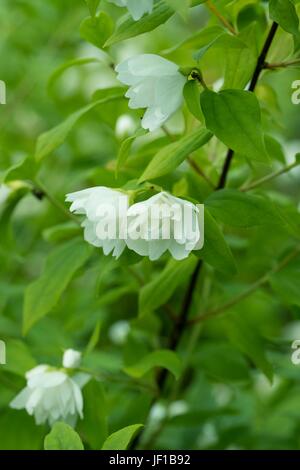 Filadelfo, 'Manteau d'Hermine' mock orange Foto Stock