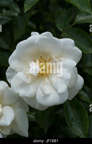 Rosa tappeto di fiori bianchi, Noaschnee. Foto Stock