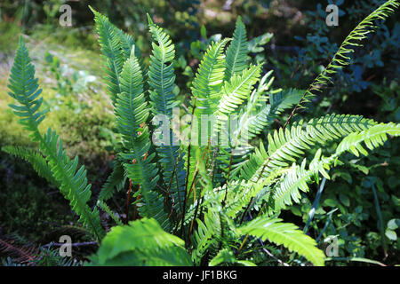 Disco, felce Blechnum spicant Foto Stock