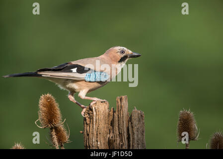 Eurasian jay (Garrulus glandarius) Foto Stock