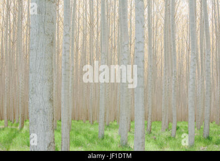 Righe di cresciuti commercialmente alberi di pioppo. Foto Stock