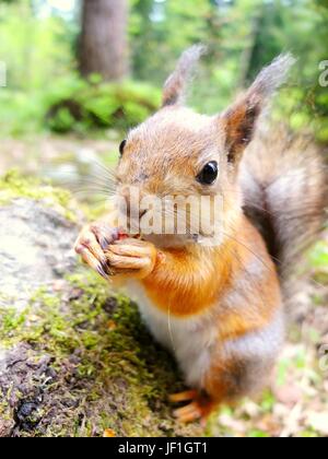 Primo piano di scoiattolo mangiare un dado Foto Stock