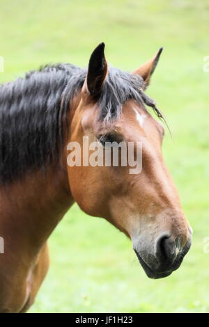 Brown cavallo ritratto Foto Stock