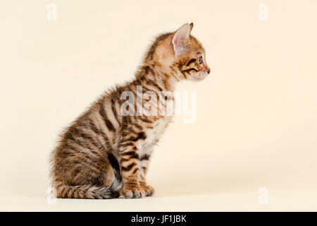 Toyger (Felis silvestris catus), di età di 6 settimane, colore marrone, tabby, seduta Foto Stock