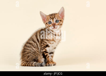 Toyger (Felis silvestris catus), di età di 6 settimane, colore marrone, tabby, seduta Foto Stock