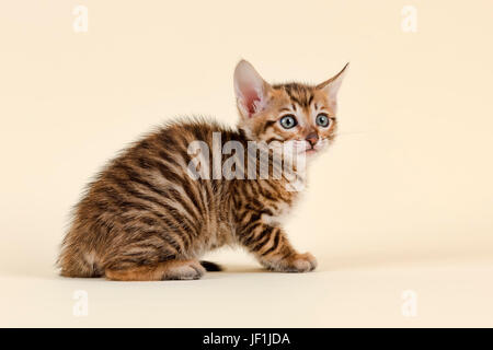 Toyger (Felis silvestris catus), di età di 6 settimane, colore marrone, tabby, seduta Foto Stock