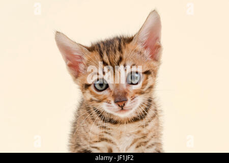 Toyger (Felis silvestris catus), di età di 6 settimane, colore marrone, tabby, ritratto Foto Stock