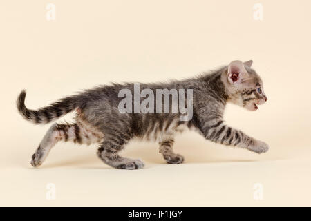 Toyger (Felis silvestris catus), di età di 6 settimane, colore nero, tabby, in esecuzione Foto Stock