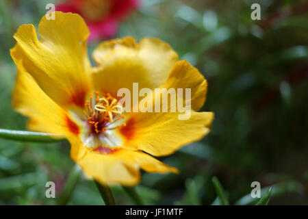 Portulaca grandiflora su un balcone in estate Foto Stock