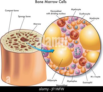 Cranio, osso, sangue, nervature, cellule del sistema immunitario, leucemia, tessuto adiposo Illustrazione Vettoriale