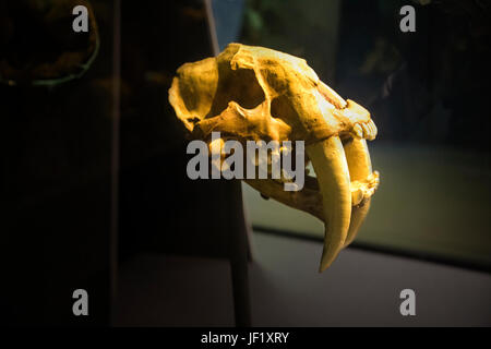 Cranio di un estinto tigre dai denti a sciabola (Smilodon) visto presso il Museo di Storia Naturale di Londra, Inghilterra, Regno Unito Foto Stock