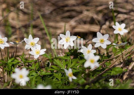 Bella hepaticas bianco su uno sfondo naturale in primavera Foto Stock