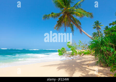 Spiaggia tropicale con palme di cocco Foto Stock