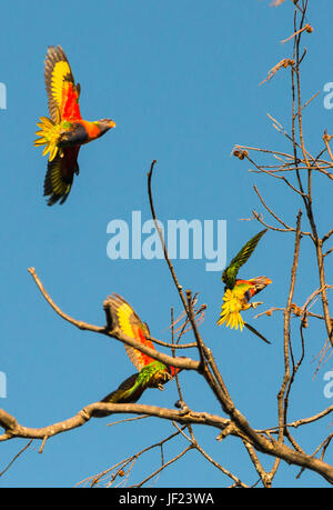 Rainbow parrocchetti sugli alberi a Byron Bay, Nuovo Galles del Sud, Australia. Foto Stock