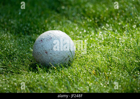 Masticati cane palla su erba rugiadosa Foto Stock