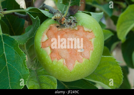 La Granny Smith Apple appeso su albero con relativamente nuovi segni di morsi da un pappagallo australiano chiaramente visibile. Foto Stock