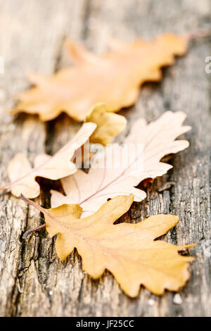 Caduto foglie di quercia Foto Stock