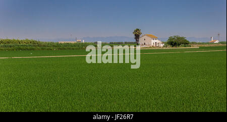 Panorama di una casa bianca in campi di riso di La Albufera National Park, Spagna Foto Stock