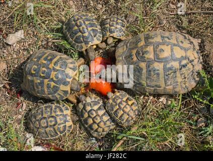 Gruppo di tartarughe marine hermanns alimentando un pomodoro Foto Stock