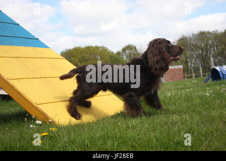 Tipo di lavoro cocker spaniel gundog pet in piedi su un contatto di agilità Foto Stock