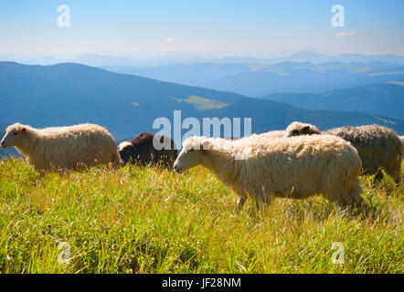 Le pecore in montagna Foto Stock