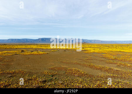 Quasi Piatto giallo paesaggio di Tankwa Karoo National Park Foto Stock