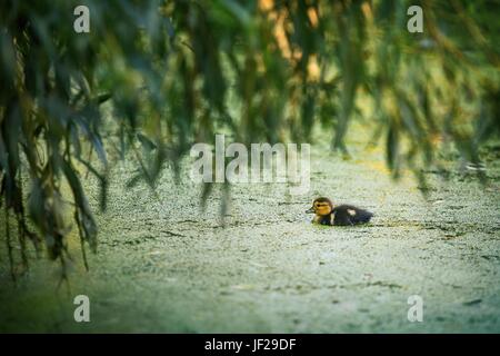 Carino piccolo anatroccolo nuotare in acqua Foto Stock