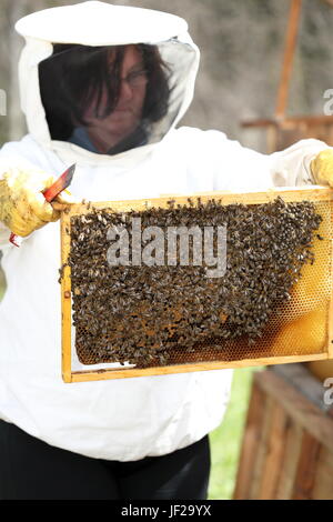 Bee keeper è il controllo Foto Stock