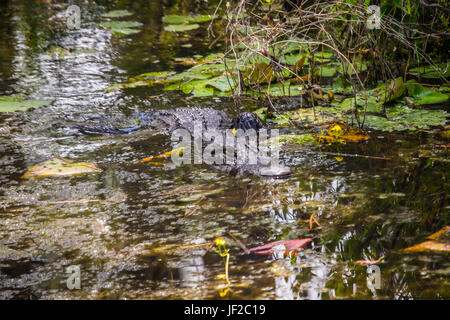 Il coccodrillo americano spostando verso di te in acqua nel Okefenokee Wildlife Refuge. Foto Stock