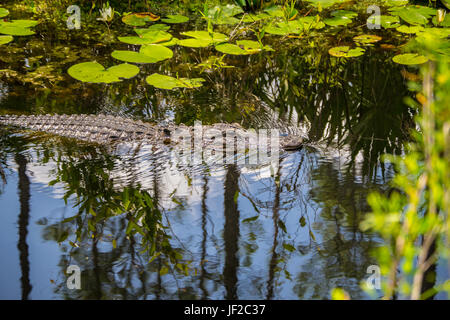 Il coccodrillo americano nuoto verso il basso un canale nel Okefenokee Wildlife Refuge. Foto Stock